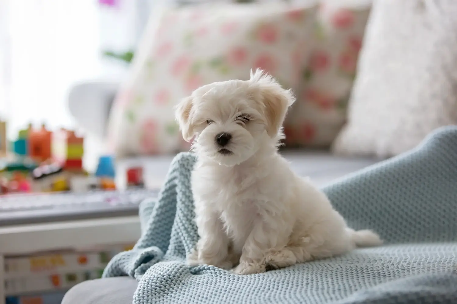 Buying a Maltese puppy means taking responsibility! Buy Maltese puppies.