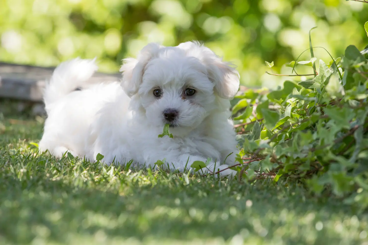 Buying a Maltese puppy means taking responsibility! Buy Maltese puppies.