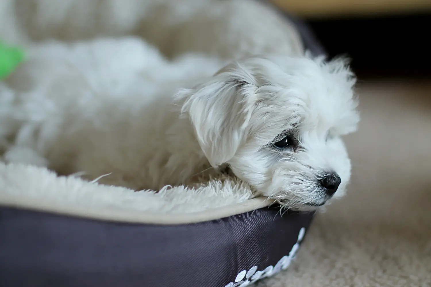 Buying a Maltese puppy means taking responsibility! Buy Maltese puppies.