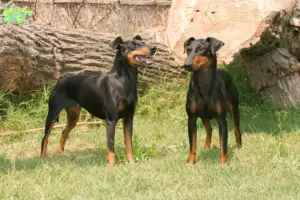Read more about the article Manchester Terrier breeders and puppies in Midtjylland