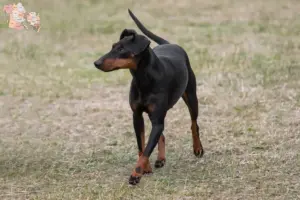 Read more about the article Manchester Terrier breeders and puppies in Syddanmark