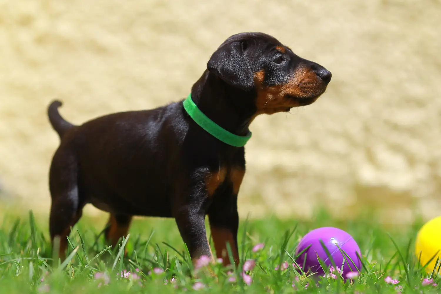 Buying a Manchester Terrier puppy means taking responsibility! Buy Manchester Terrier puppies.