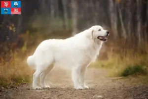 Read more about the article Maremma Abruzzi Sheepdog breeders and puppies in Karlovy Vary