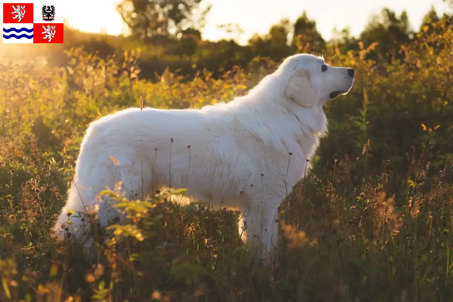 Read more about the article Maremma Abruzzi Sheepdog breeders and puppies in Central Bohemia