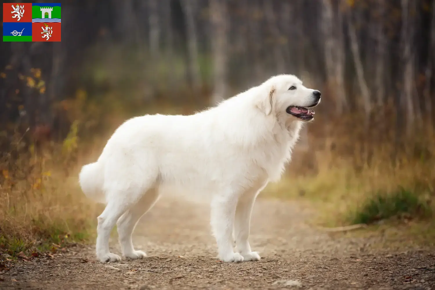 Read more about the article Maremma Abruzzi Sheepdog breeders and puppies in Ústí