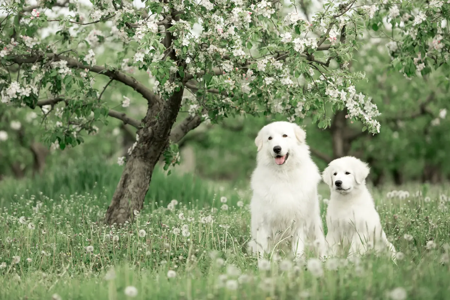 Buying a Maremma Abruzzo Sheepdog puppy means taking responsibility! Buy Maremma Abruzzo Sheepdog puppies.