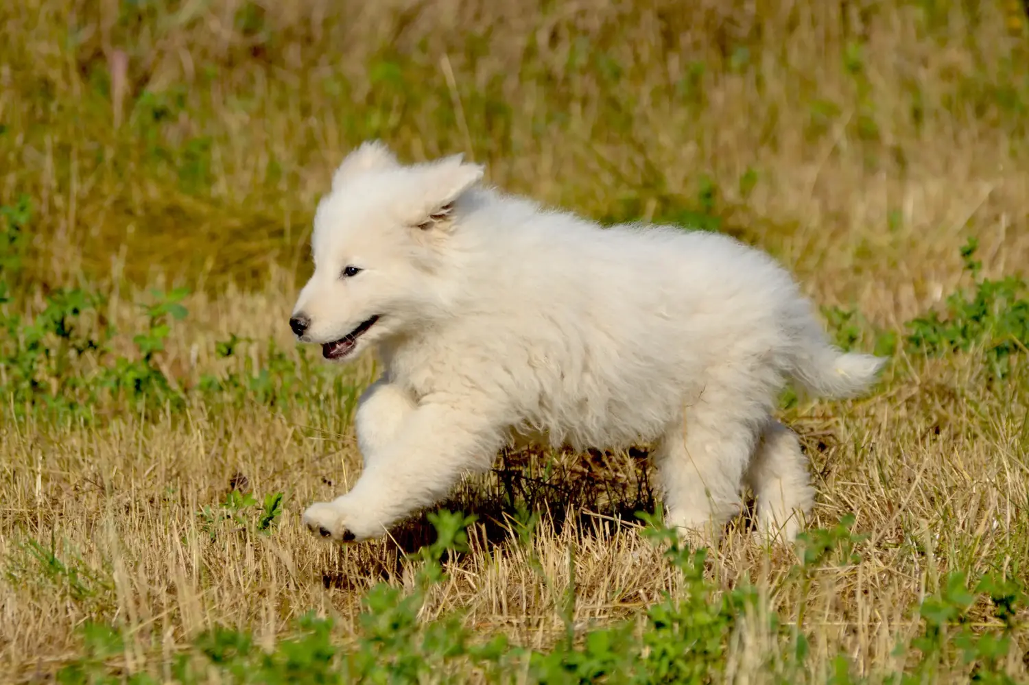 Buying a Maremma Abruzzo Sheepdog puppy means taking responsibility! Buy Maremma Abruzzo Sheepdog puppies.
