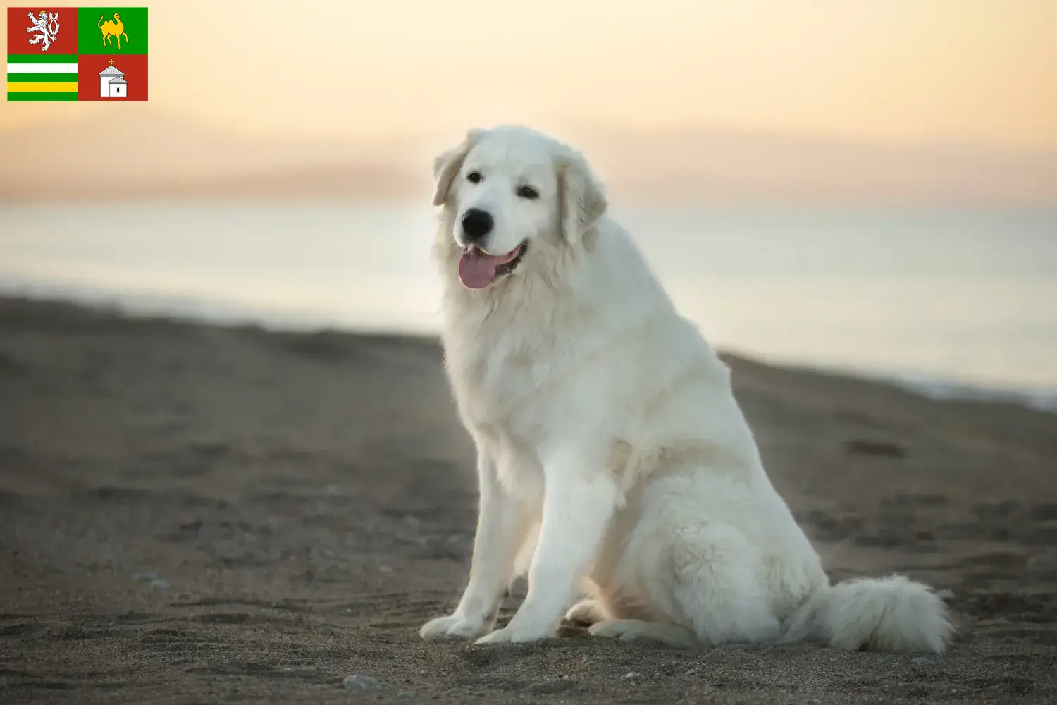 Read more about the article Maremma Abruzzi Sheepdog breeders and puppies in Pilsen