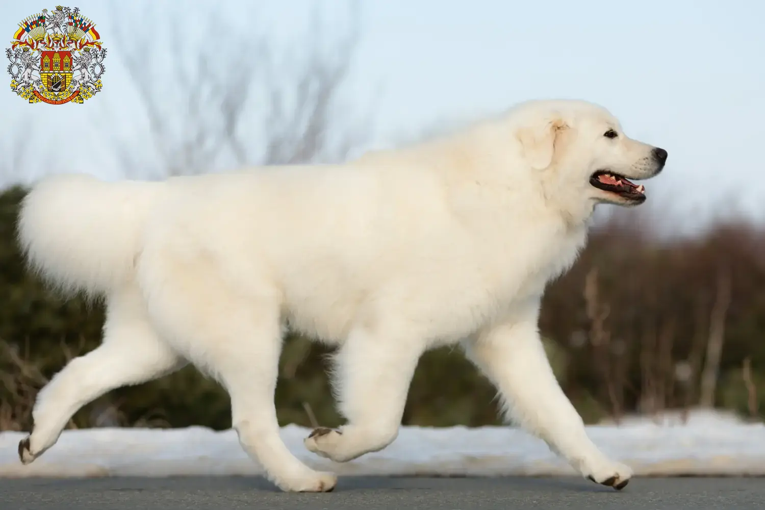 Read more about the article Maremma Abruzzo Sheepdog breeders and puppies in Prague