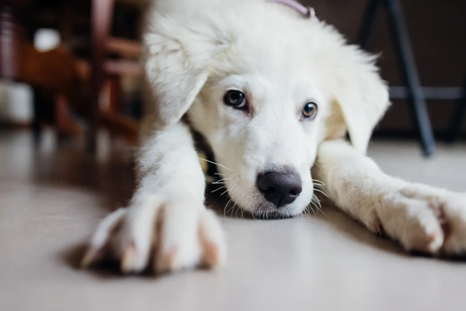 Buying a Maremma Abruzzo Sheepdog puppy means taking responsibility! Buy Maremma Abruzzo Sheepdog puppies.