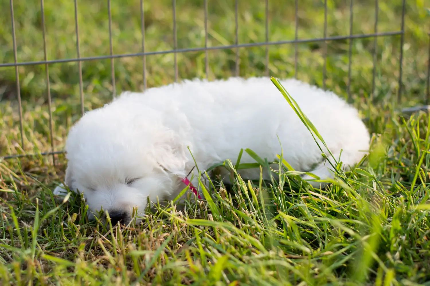 Buying a Maremma Abruzzo Sheepdog puppy means taking responsibility! Buy Maremma Abruzzo Sheepdog puppies.