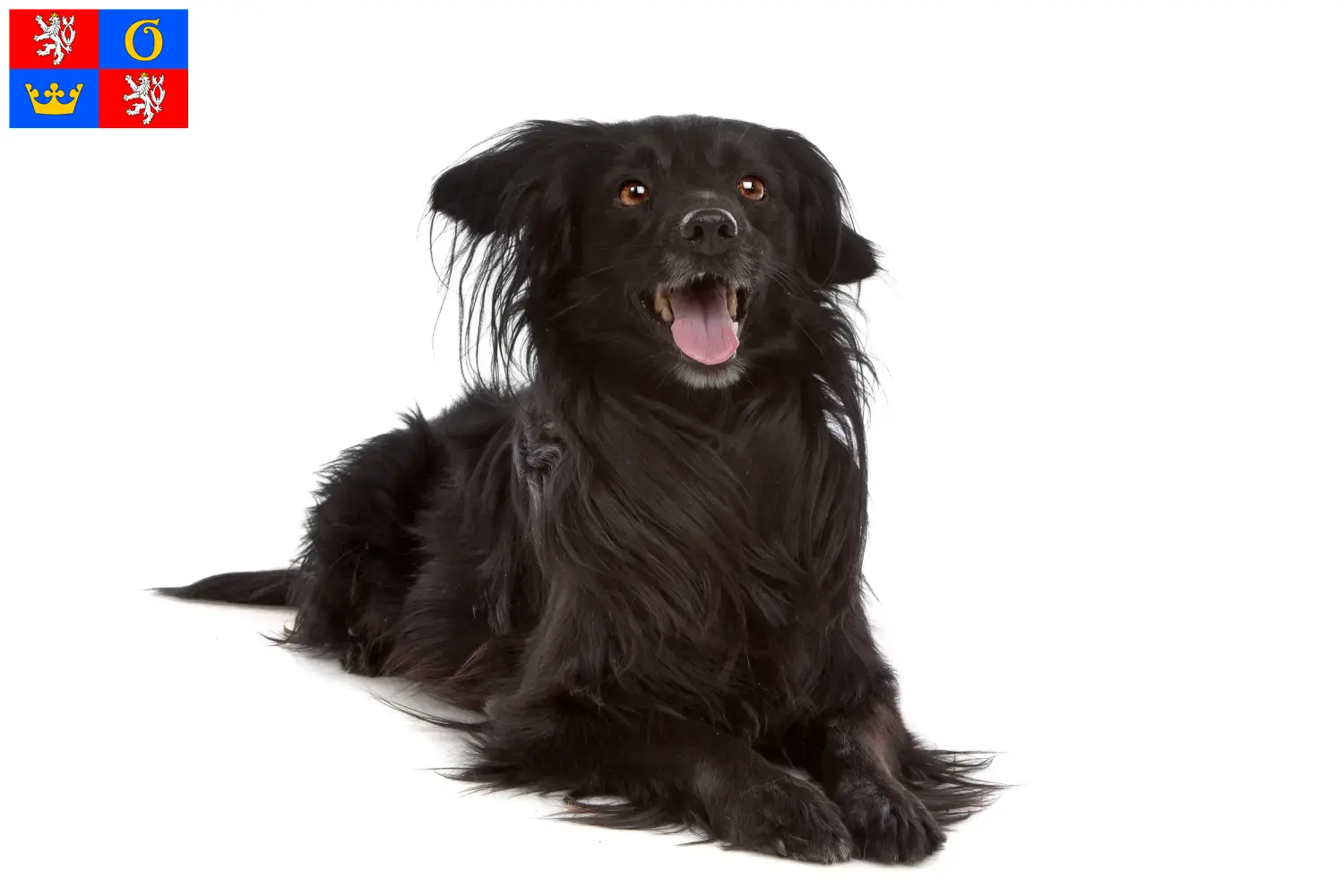 Read more about the article Markiesje breeders and puppies in Hradec Králové