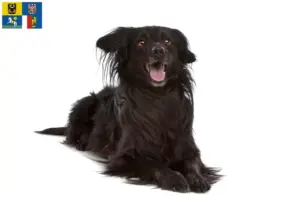 Read more about the article Markiesje breeders and puppies in Moravia-Silesia