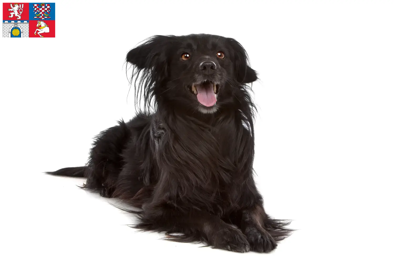 Read more about the article Markiesje breeders and puppies in Pardubice