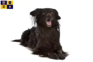 Read more about the article Markiesje breeders and puppies in Zlín