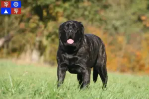 Read more about the article Mastiff breeders and puppies in Liberec