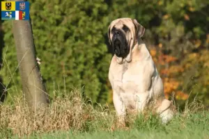 Read more about the article Mastiff breeders and puppies in Moravia-Silesia