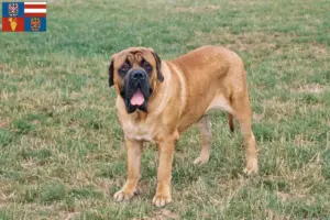 Read more about the article Mastiff breeders and puppies in South Moravia