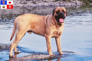 Read more about the article Mastiff breeders and puppies in Vysočina