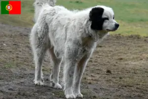 Read more about the article Mastín del Pirineo breeders and puppies in Portugal