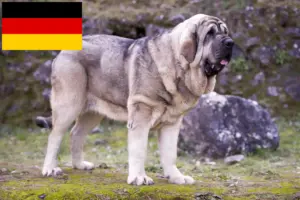 Read more about the article Mastín Español breeders and puppies in Germany