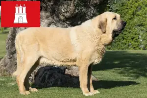 Read more about the article Mastín Español breeders and puppies in Hamburg