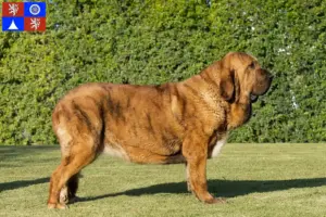 Read more about the article Mastín Español breeders and puppies in Liberec