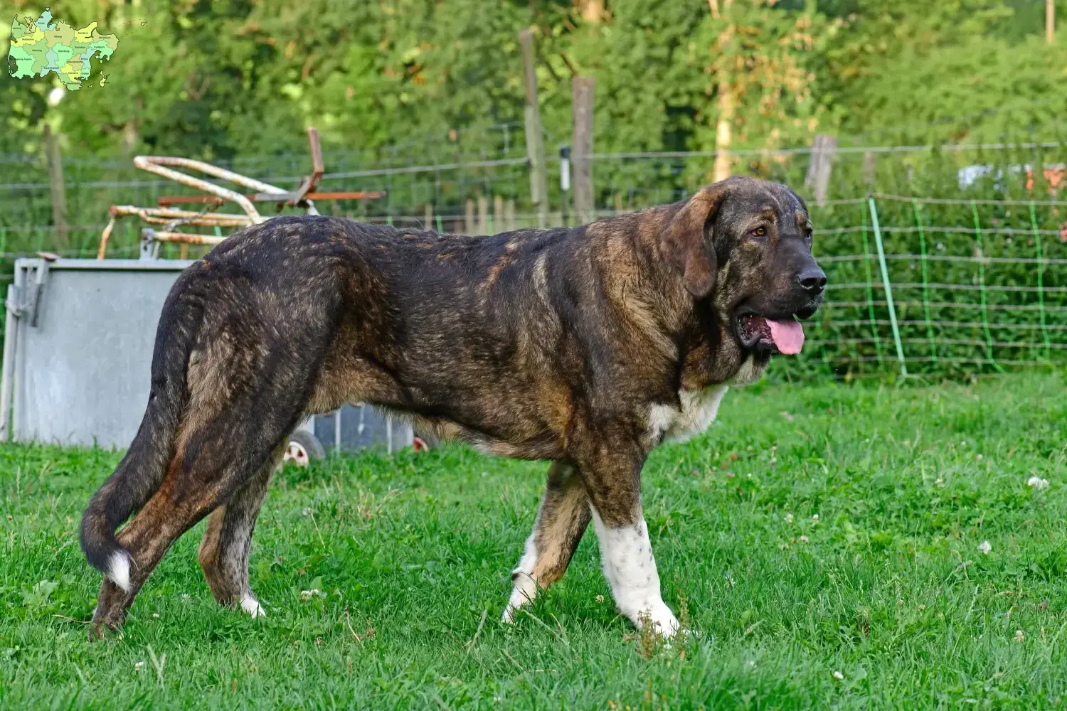 Read more about the article Mastín Español breeders and puppies in Midtjylland