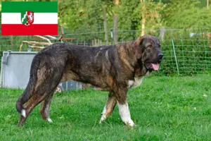 Read more about the article Mastín Español breeders and puppies in North Rhine-Westphalia