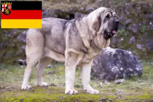 Read more about the article Mastín Español breeders and puppies in Rhineland-Palatinate