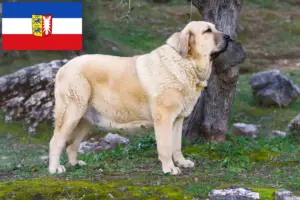 Read more about the article Mastín Español breeders and puppies in Schleswig-Holstein