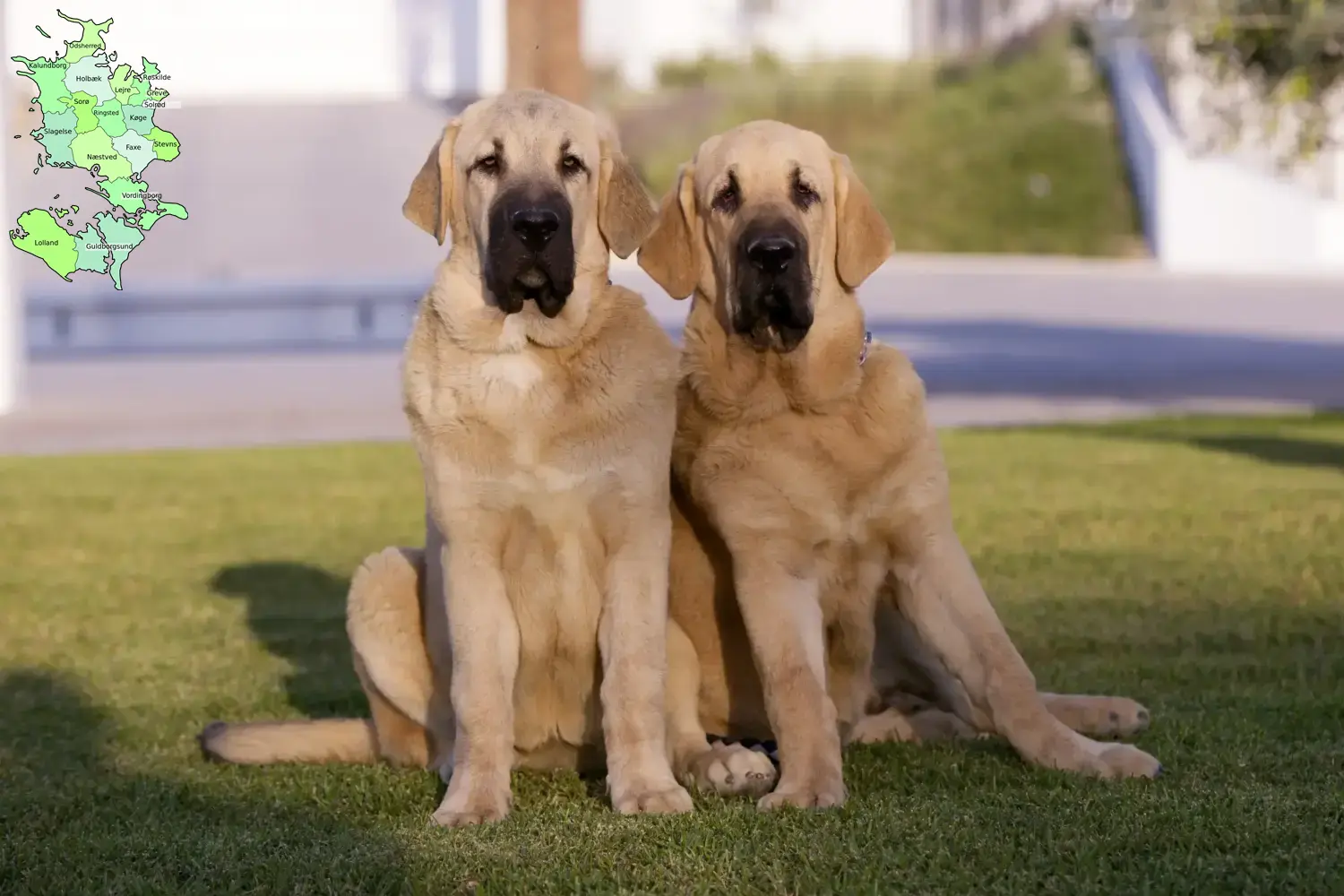 Read more about the article Mastín Español breeders and puppies in Sjælland