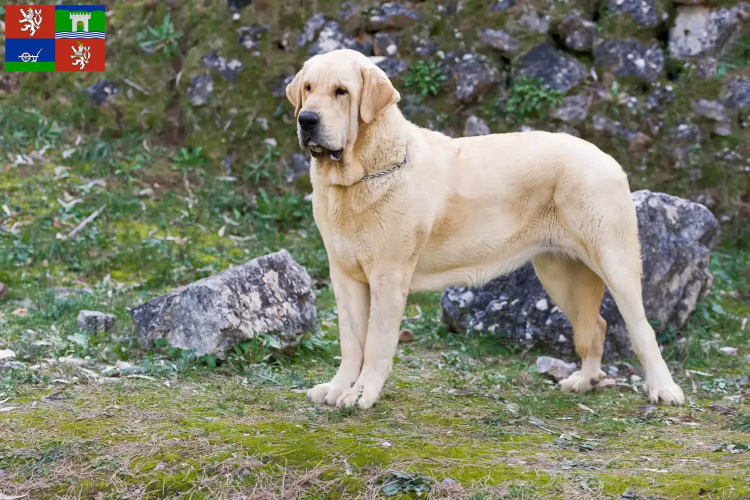 Mastín Español puppies and breeders Ústí Here you can find Mastín Españols breeders in Ústí.