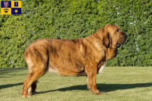 Read more about the article Mastín Español breeders and puppies in Zlín