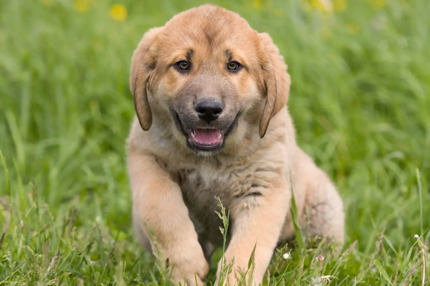 Buying a Mastín Español puppy means taking responsibility! Buy Mastín Español puppies.