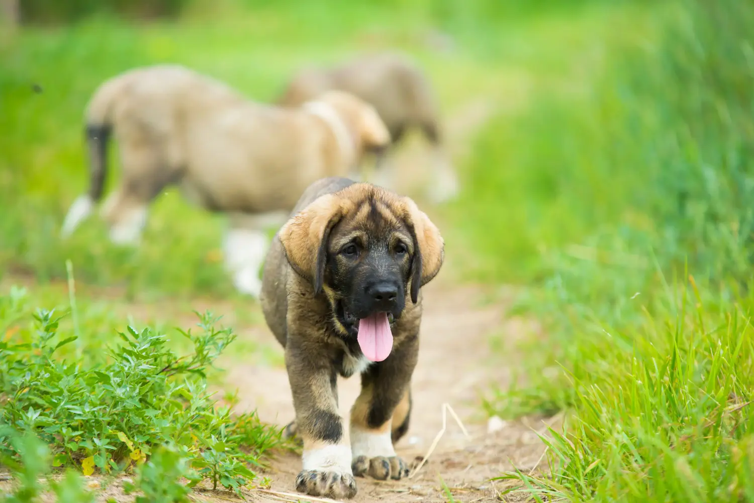 Buying a Mastín Español puppy means taking responsibility! Buy Mastín Español puppies.
