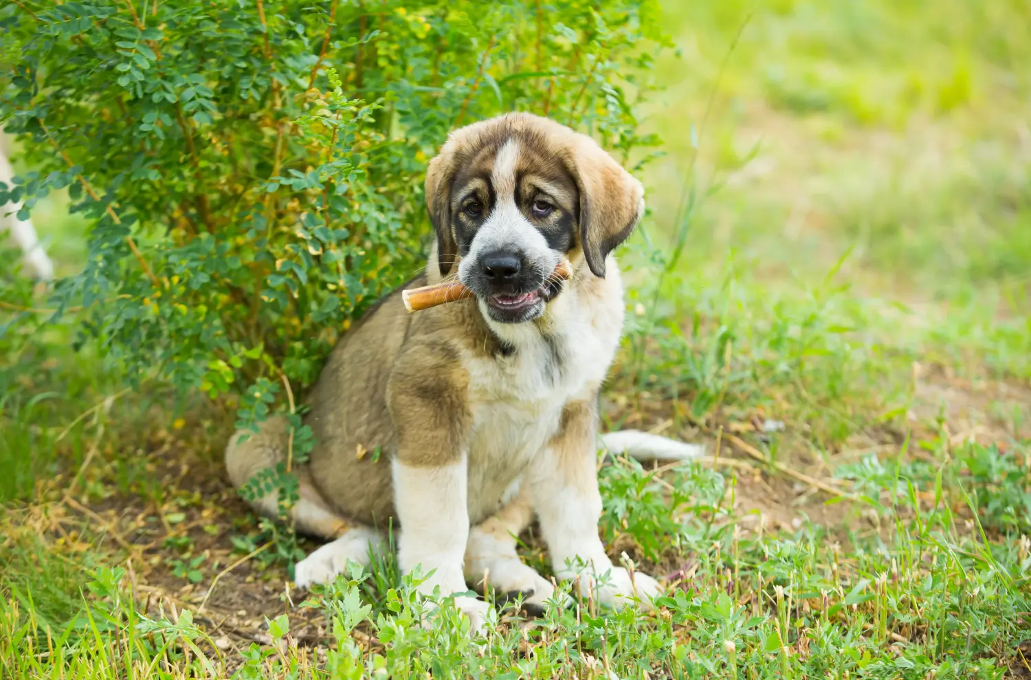 Buying a Mastín Español puppy means taking responsibility! Buy Mastín Español puppies.