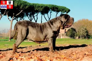 Read more about the article Mastino Napoletano breeders and puppies in Central Bohemia