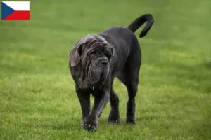 Read more about the article Mastino Napoletano breeders and puppies in the Czech Republic
