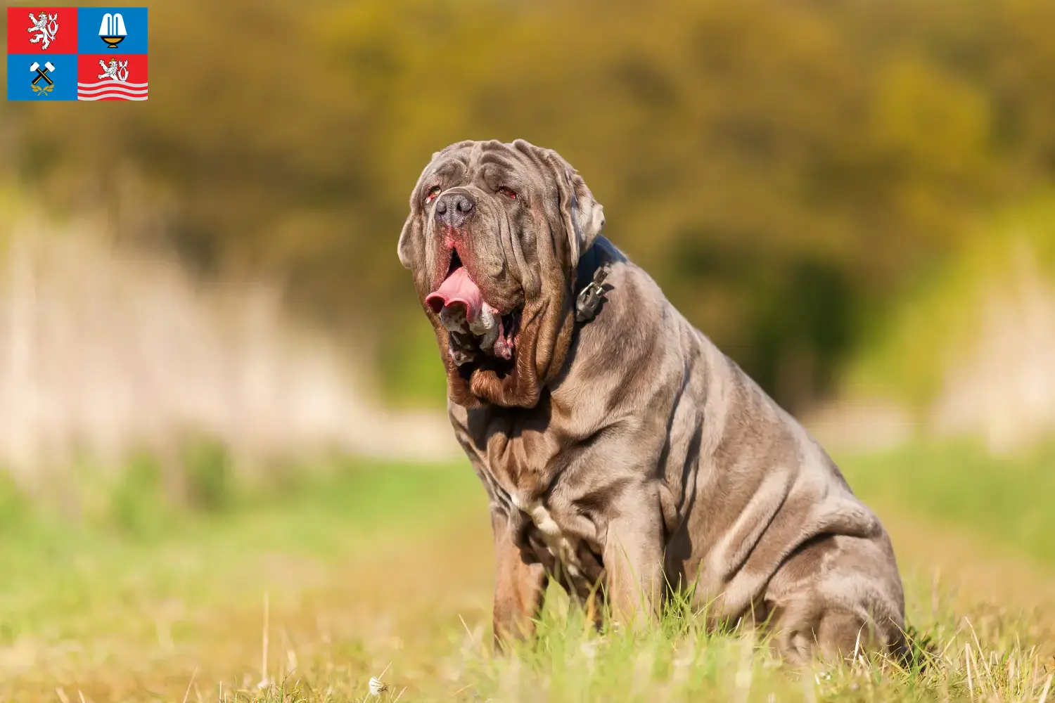 Mastino Napoletano puppies and breeder Karlsbad Here you can find Mastino Napoletanos breeders in Karlsbad.