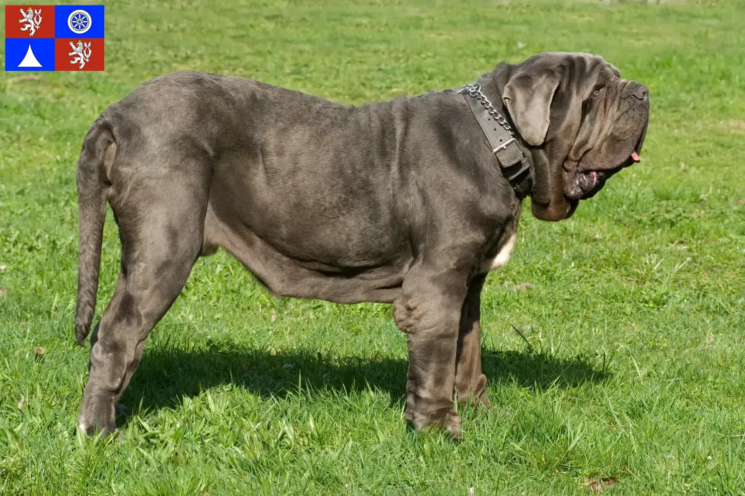 Mastino Napoletano puppies and breeders Liberec Here you can find Mastino Napoletanos breeders in Liberec.