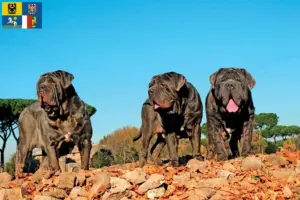 Read more about the article Mastino Napoletano breeders and puppies in Moravia-Silesia