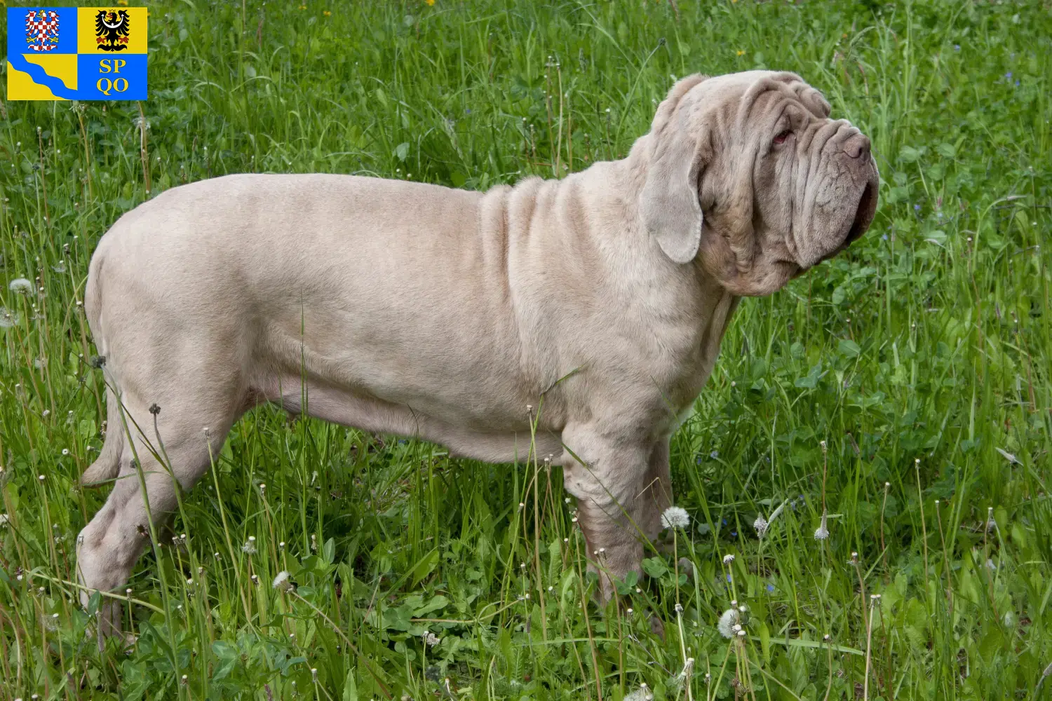 Read more about the article Mastino Napoletano breeders and puppies in Olomouc