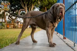 Read more about the article Mastino Napoletano breeders and puppies in Prague