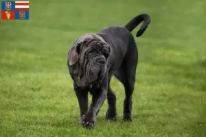 Read more about the article Mastino Napoletano breeders and puppies in South Moravia
