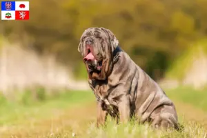 Read more about the article Mastino Napoletano breeders and puppies in Vysočina