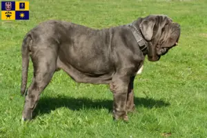 Read more about the article Mastino Napoletano breeders and puppies in Zlín