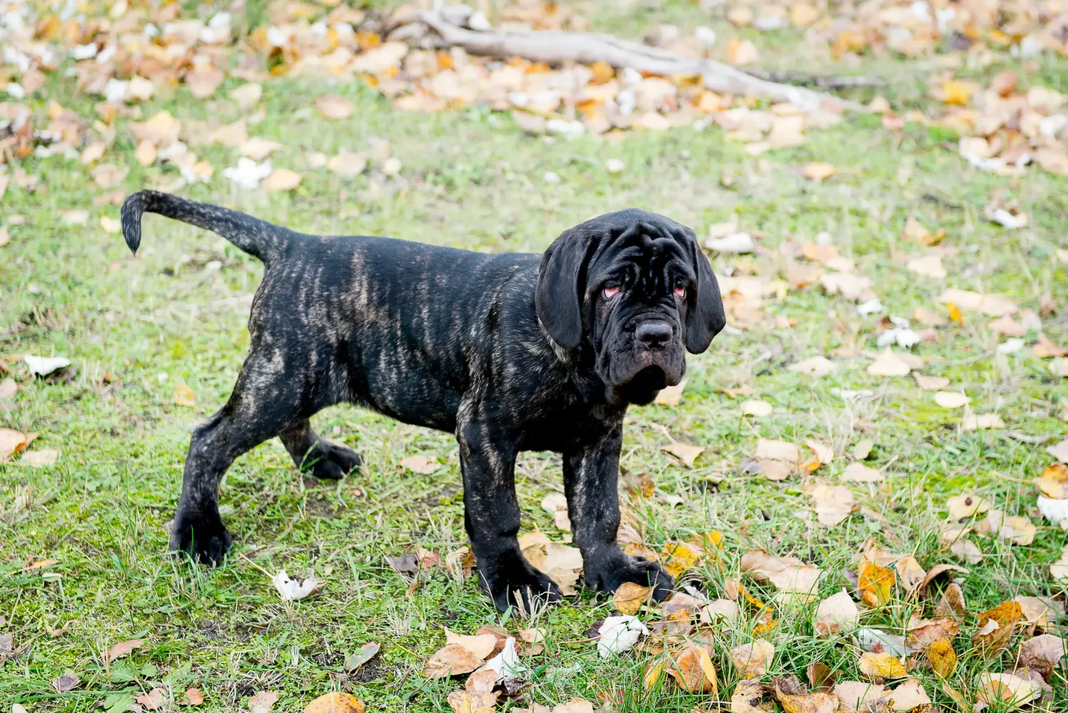 Buying a Mastino Napoletano puppy means taking responsibility! Buy Mastino Napoletano puppies.