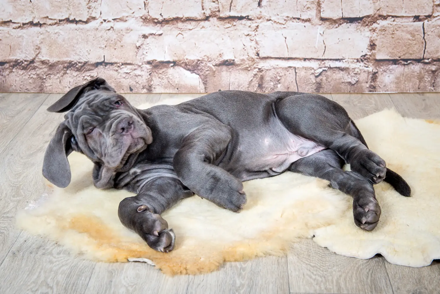Buying a Mastino Napoletano puppy means taking responsibility! Buy Mastino Napoletano puppies.