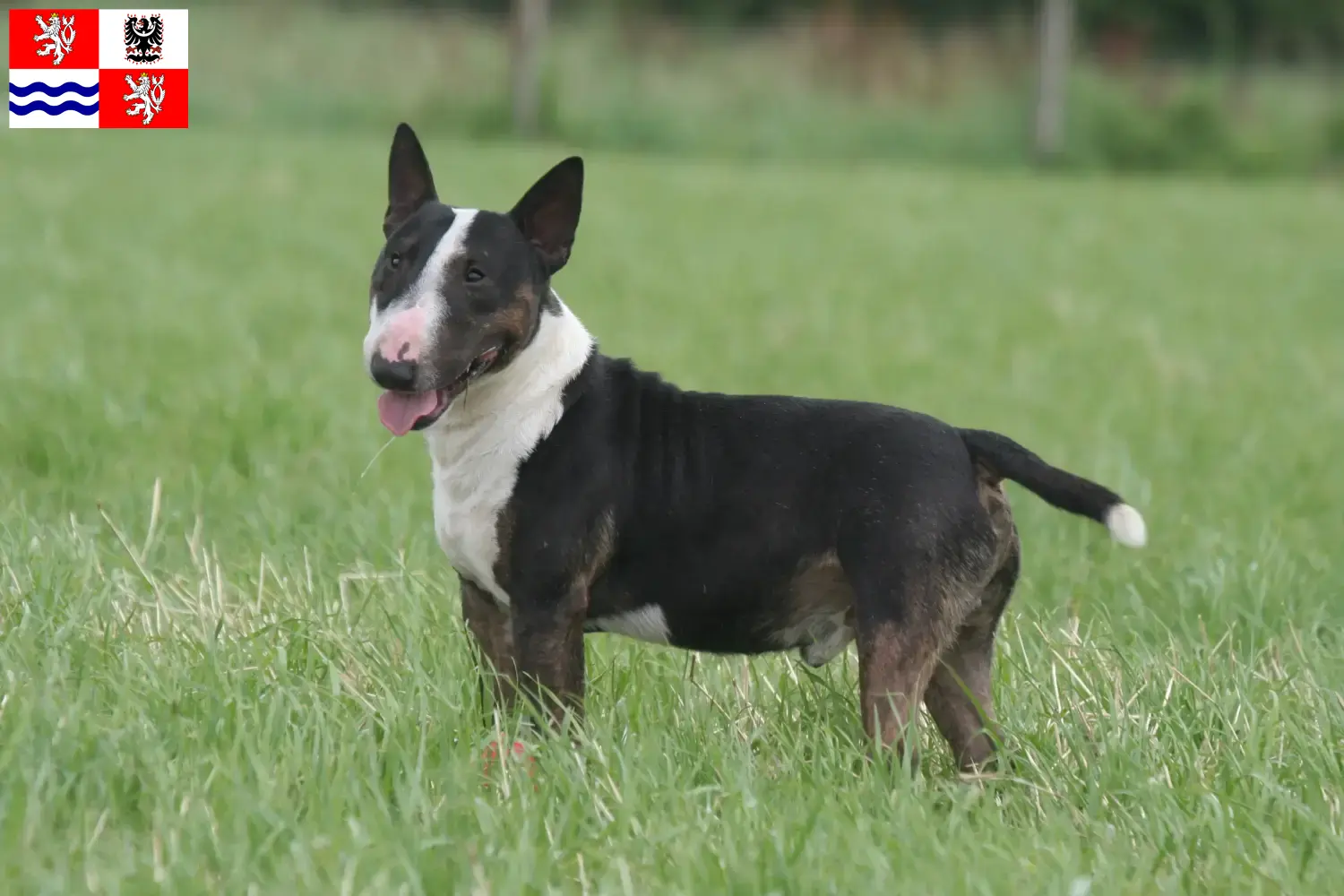 Miniature Bull Terrier puppies and breeders Central Bohemia Here you can find Miniature Bull Terrier breeders in Central Bohemia.